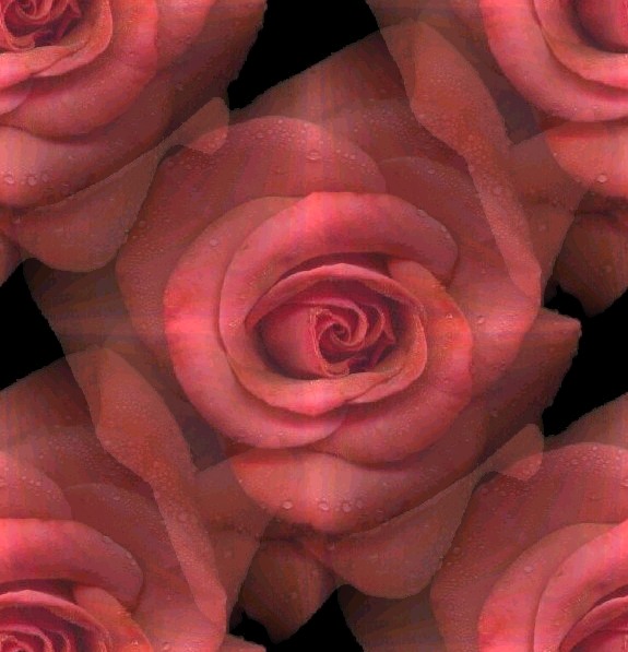 backroos.jpg (73713 bytes)