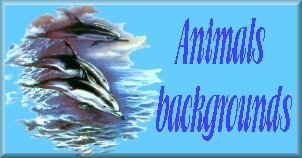 dolphin.jpg (16531 bytes)